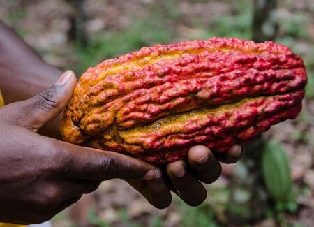 Understanding how companies can participate in Ghana