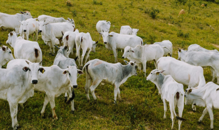 Instruments in Mercosur countries to support EUDR compliance in Beef Supply Chains