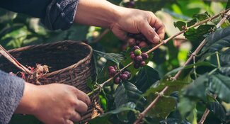 Understanding the First Mile: cocoa, coffee, palm oil and rubber sectors