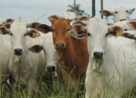 Social and Environmental Beef Purchasing Policy
