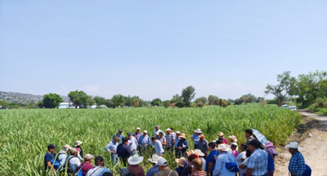 From producer to producer: how ECAs are transforming soil management in sugarcane farming